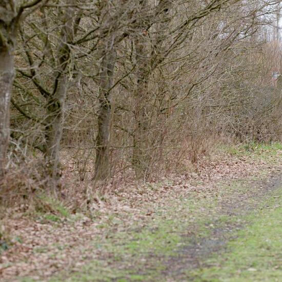 Landschaft: Grasland und Büsche im Habitat Halb-natürliches Grasland in der NatureSpots App