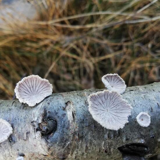 Schizophyllum commune: Mushroom in habitat Freshwater habitat in the NatureSpots App