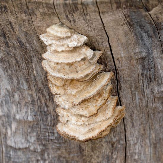 Trametes trogii: Pilz im Habitat Grasland und Büsche in der NatureSpots App