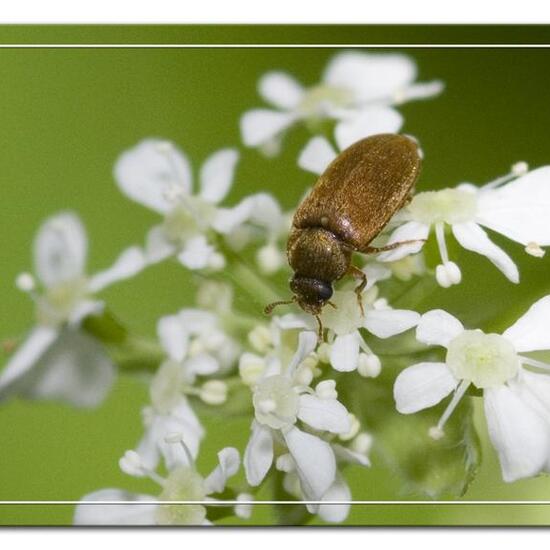 Byturus ochraceus: Tier in der Natur in der NatureSpots App