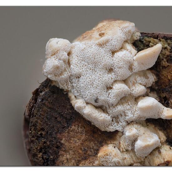Eine unbekannte Art: Pilz im Habitat Andere Habitate in der NatureSpots App