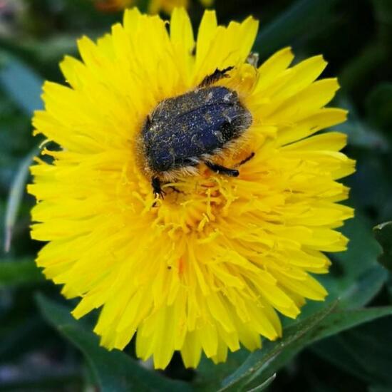 Trauer-Rosenkäfer: Tier in der Natur in der NatureSpots App