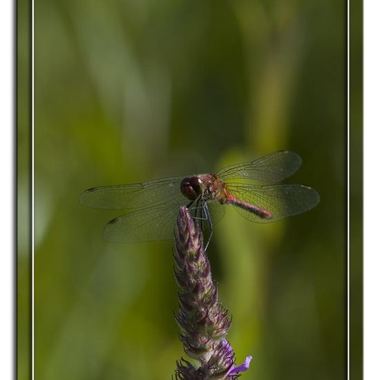 Blutrote Heidelibelle: Tier im Habitat Grasland und Büsche in der NatureSpots App