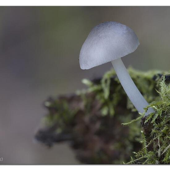 Pluteus salicinus: Mushroom in habitat Forest in the NatureSpots App