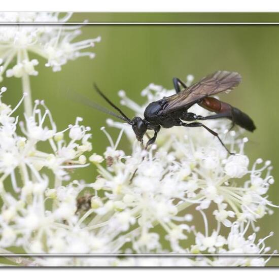 Ctenichneumon panzeri: Tier im Habitat Halb-natürliches Grasland in der NatureSpots App