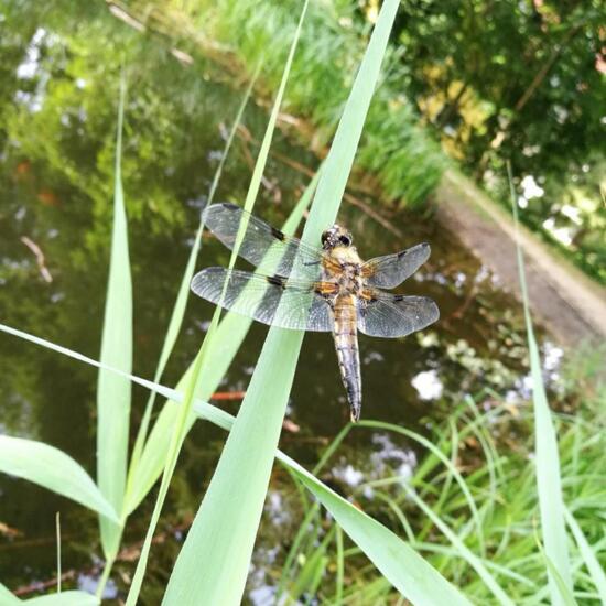 Four-spotted Chaser: Animal in nature in the NatureSpots App