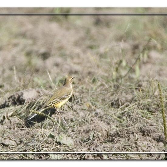 Western Yellow Wagtail: Animal in habitat Crop cultivation in the NatureSpots App