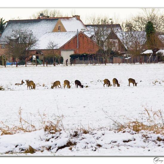 Roe deer: Animal in habitat Crop cultivation in the NatureSpots App