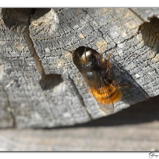 Gehörnte Mauerbiene: Tier in der Natur in der NatureSpots App