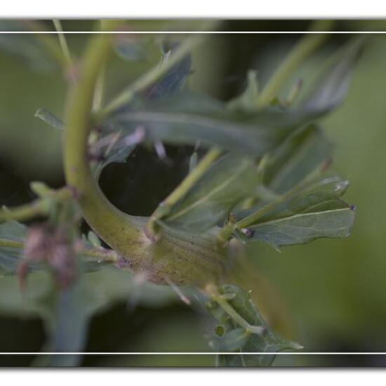 Aulacidea hieracii: Tier im Habitat Grasland und Büsche in der NatureSpots App