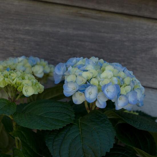 Hydrangea taiwaniana: Pflanze im Habitat Garten in der NatureSpots App