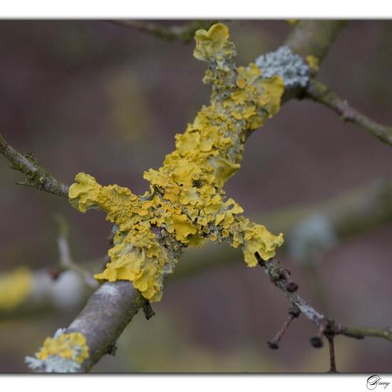 Xanthoria parietina: Mushroom in habitat Grassland in the NatureSpots App