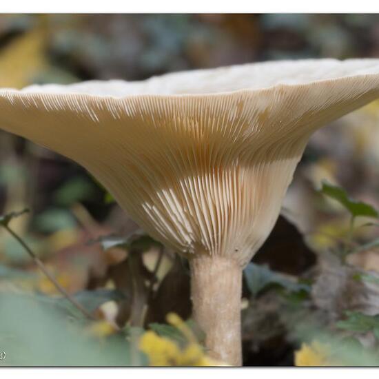 Clitocybe geotropa: Pilz im Habitat Park in der NatureSpots App