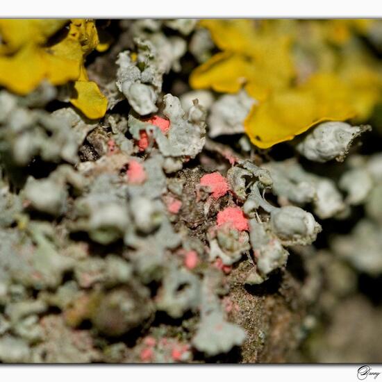 Illosporiopsis christiansenii: Mushroom in habitat Grassland in the NatureSpots App