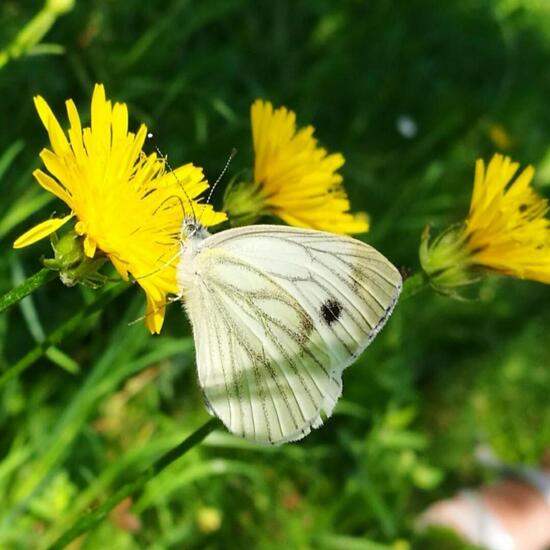 Pieris rapae: Animal in nature in the NatureSpots App