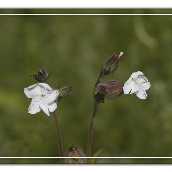 Silene latifolia: Plant in habitat Grassland in the NatureSpots App