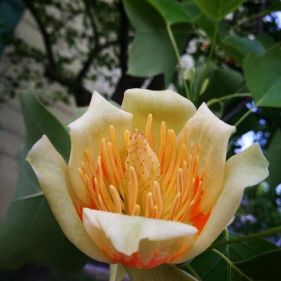 Liriodendron tulipifera: Plant in habitat Garden in the NatureSpots App