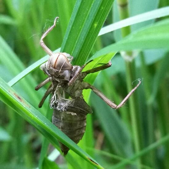 Libellen: Tier in der Natur in der NatureSpots App