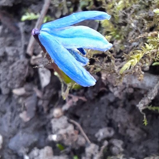 Scilla drunensis: Plant in nature in the NatureSpots App