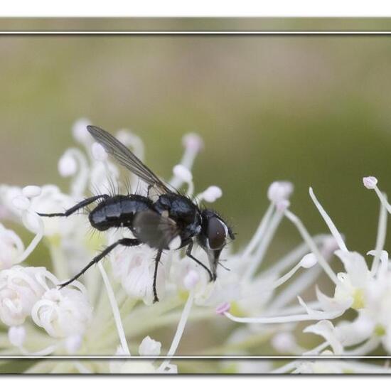 Phania funesta: Tier im Habitat Industrie in der NatureSpots App