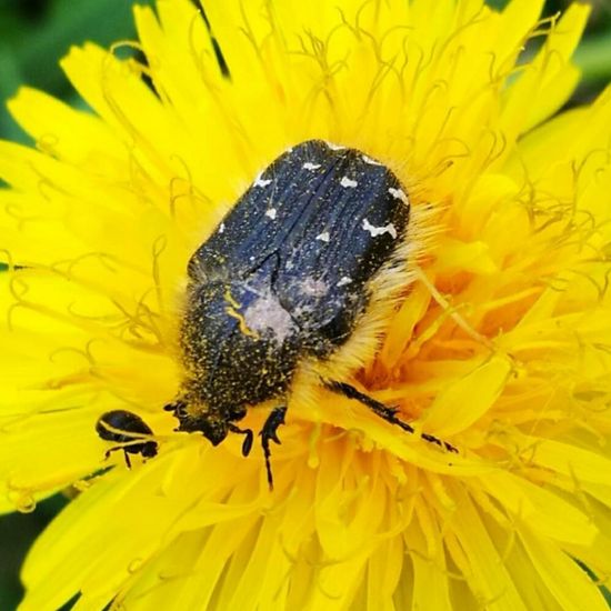 Trauer-Rosenkäfer: Tier in der Natur in der NatureSpots App