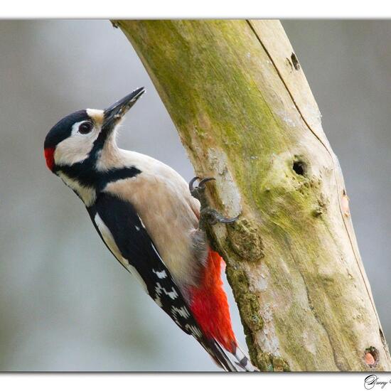 Buntspecht: Tier in der Natur in der NatureSpots App