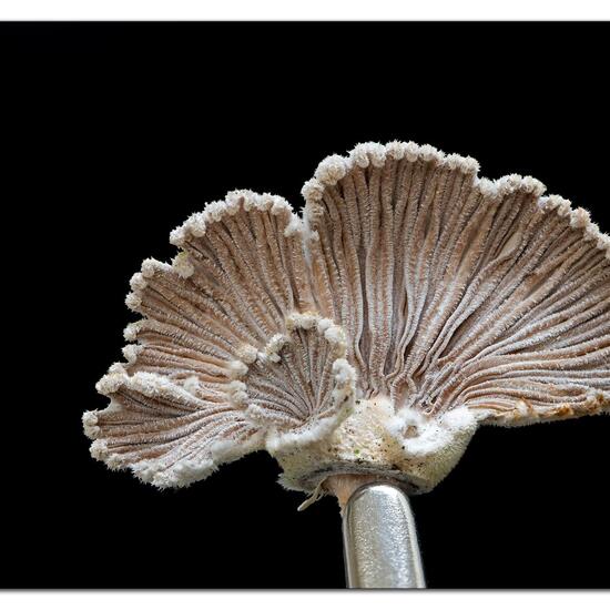 Schizophyllum commune: Mushroom in habitat Road or Transportation in the NatureSpots App