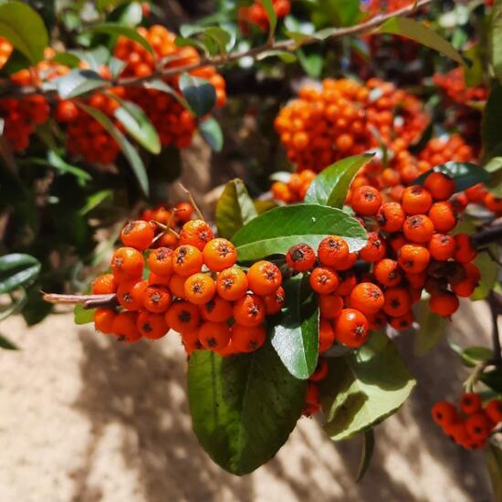 Pyracantha: Plant in nature in the NatureSpots App