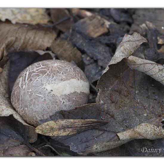 Stinkmorchelverwandte: Pilz in der Natur in der NatureSpots App