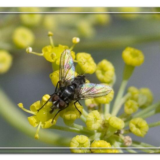 Rhinophora lepida: Tier im Habitat Garten in der NatureSpots App