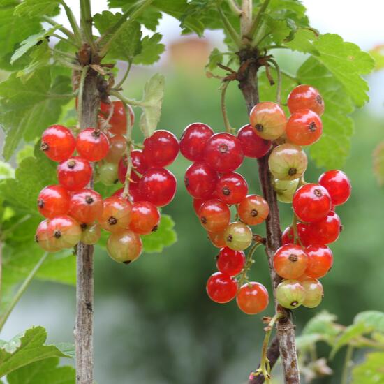 Ribes rubrum: Plant in habitat Garden in the NatureSpots App