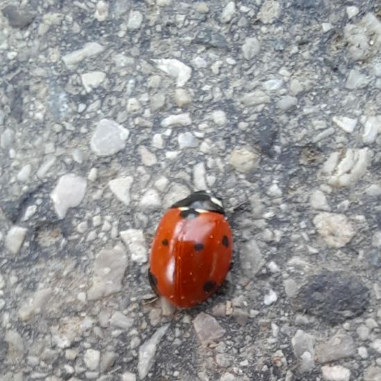 Siebenpunkt-Marienkäfer: Tier in der Natur in der NatureSpots App