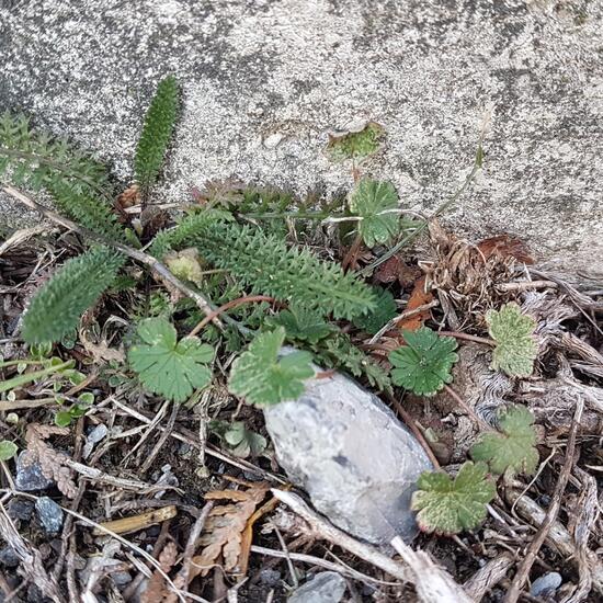 Gemeine Schafgarbe: Pflanze im Habitat Innenstadt in der NatureSpots App