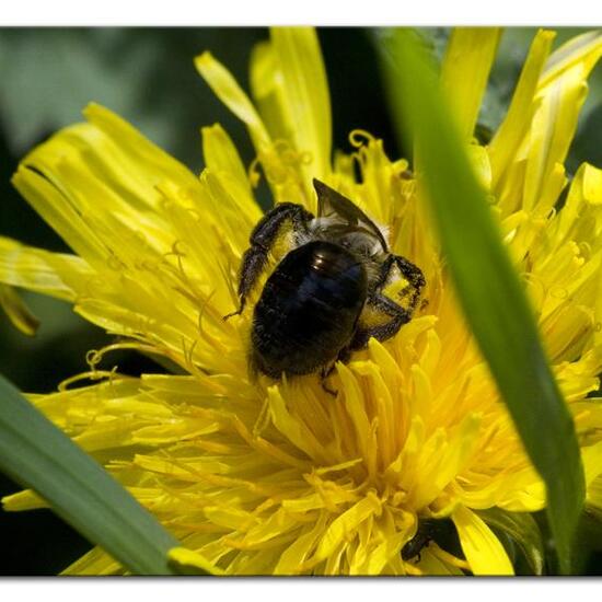 Andrena vaga: Animal in habitat Semi-natural grassland in the NatureSpots App