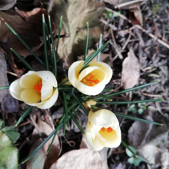 Silberlack-Krokus: Pflanze im Habitat Garten in der NatureSpots App