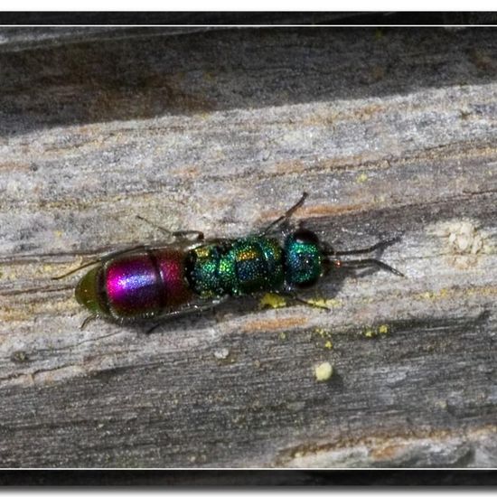 Pseudomalus auratus: Tier im Habitat Grasland und Büsche in der NatureSpots App