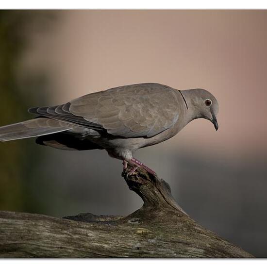 Eurasian Collared Dove: Animal in habitat Garden in the NatureSpots App