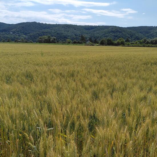 Landscape: Agriculture in habitat Agricultural meadow in the NatureSpots App