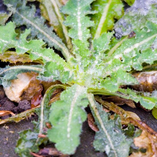 Raue Gänsedistel: Pflanze in der Natur in der NatureSpots App