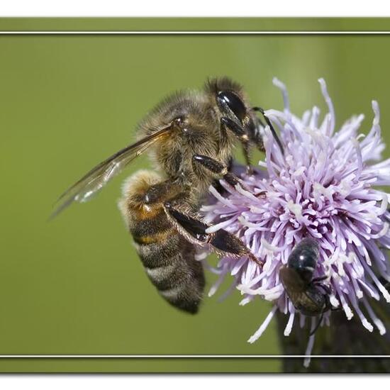 Dunkle Europäische Biene: Tier im Habitat Grasland und Büsche in der NatureSpots App