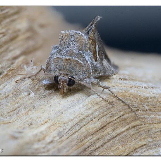 Schafgarben-Silbereule: Tier im Habitat Garten in der NatureSpots App