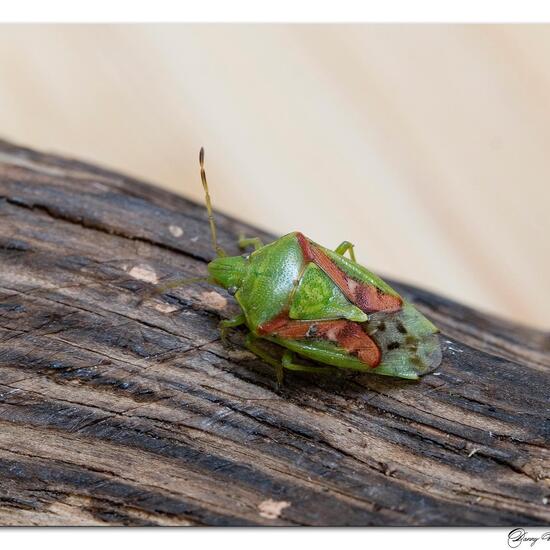 Buntrock: Tier im Habitat Garten in der NatureSpots App