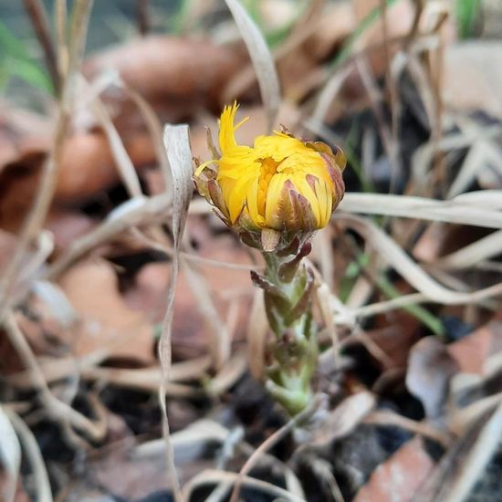 Tussilago farfara: Pflanze im Habitat Wald der gemäßigten Breiten in der NatureSpots App