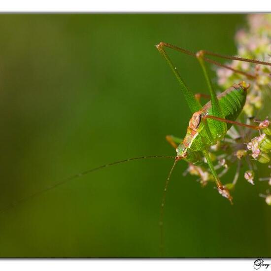 Speckled bush-cricket: Animal in habitat Semi-natural grassland in the NatureSpots App