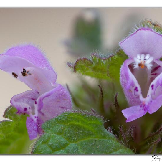 Red dead-nettle: Plant in habitat Grassland in the NatureSpots App