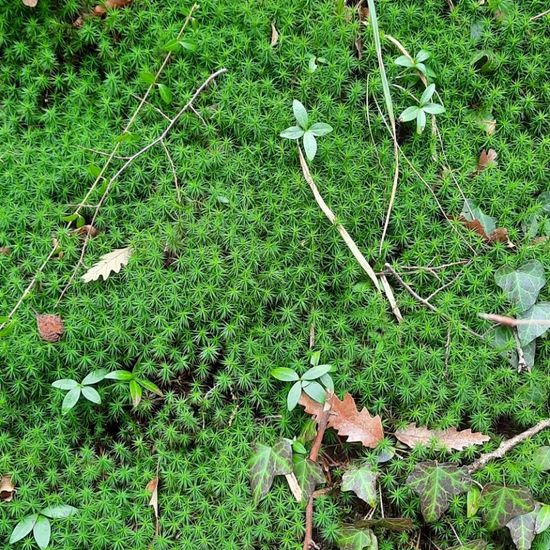 Polytrichum formosum: Pflanze in der Natur in der NatureSpots App