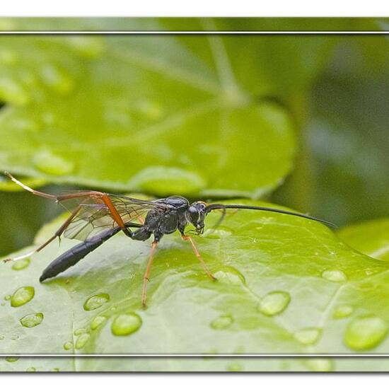 Buathra laborator: Tier in der Natur in der NatureSpots App