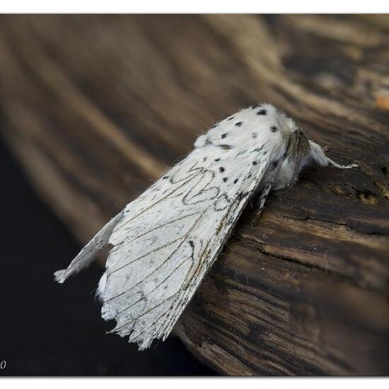 Weißer Gabelschwanz: Tier im Habitat Garten in der NatureSpots App