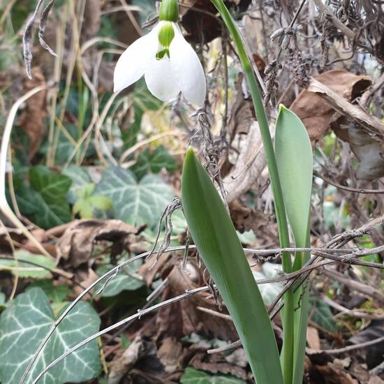 Schneeglöckchen: Pflanze im Habitat Hecke/Blumenbeet in der NatureSpots App