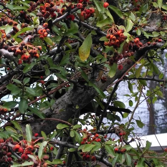 Amsel: Tier im Habitat Garten in der NatureSpots App